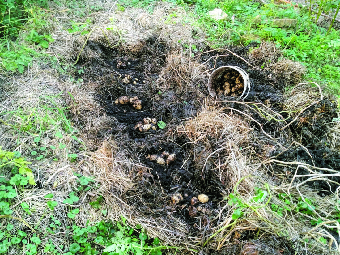 Potato Growing 5 Ways Mother Earth News